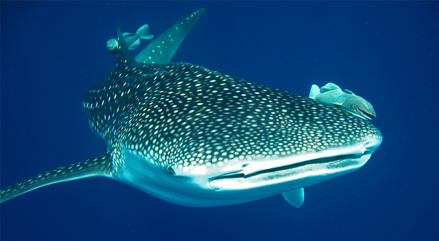 choojajauil | Whale Shark Aggregations